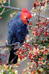 Gang-Gang Cockatoo
