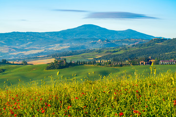 Beautiful natural landscape  of green Hilly Tuscan Field in summer
