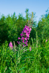 Fototapeta premium Pink flower wild medicinal plant-narrow-Leaved Cypress, Ivan-tea lats. Fireweed. Onagraceae family cypress grass during flowering in meadow in summer 
