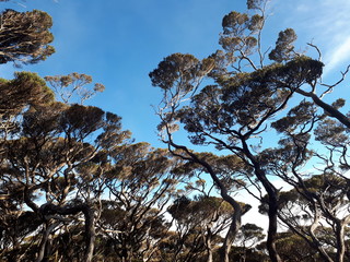 Vegetation on the Trail to Mount Kinabalu
