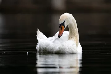 Fotobehang Mute swan (Cygnus olor) © Tomasz