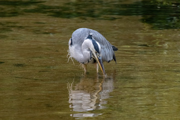 Grey Heron (Ardea cinerea)