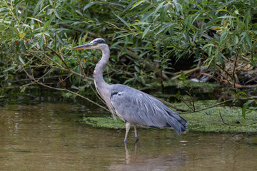 Grey Heron (Ardea cinerea)
