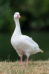 West of England Goose