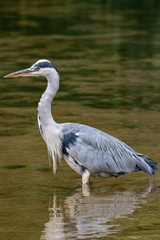 Grey Heron (Ardea cinerea)