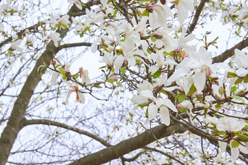 コブシの花　満開