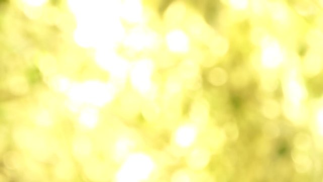 Abstract movement of green leaves. motion photoabstract