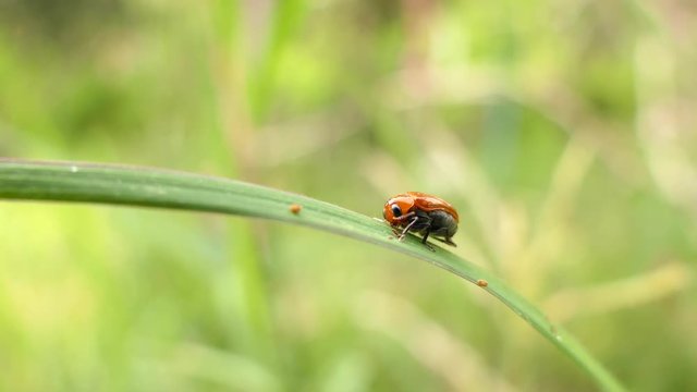 Red insect on green leaf in summer forest, macro 4k 