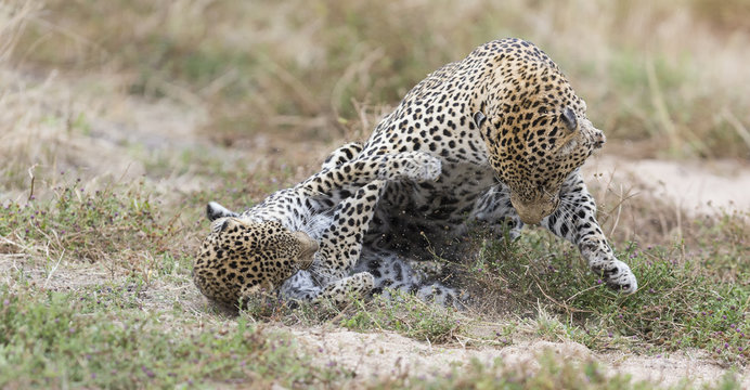 Female leopard slaps male while mating on grass in nature