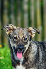 portrait of a village dog