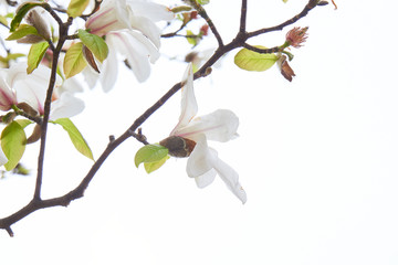 コブシの花