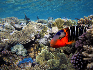 Fototapeta na wymiar Coral reef with giant clam