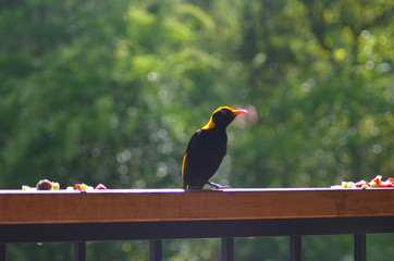 A male Regent's bowerbird is standing on a fence near some pieces of fruit. His feathers are black and gold. His head is in profile. The background is of green foliage.