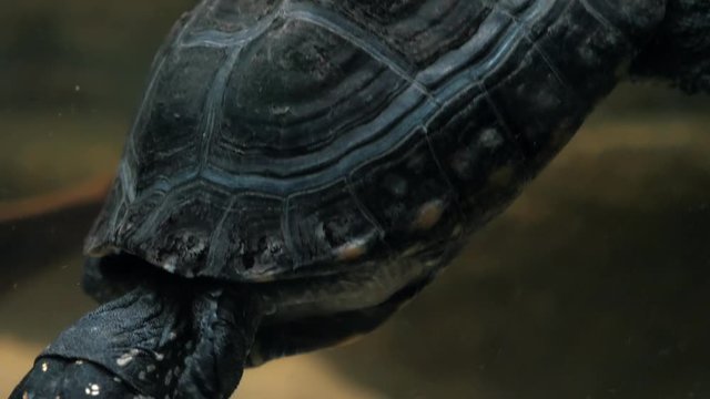 A small black aquatic turtle with blue rings on its shell swims in an aquarium.