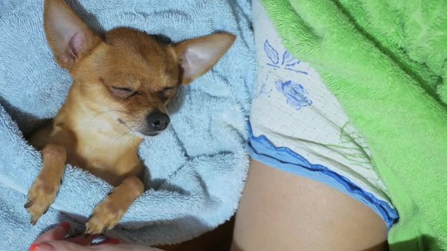 Two different dogs are very funny to dry up after a shower. Long-haired and short-haired Toy Terrier. They're like little kids. They are stroked over their heads and kissed. Sometimes they shake.