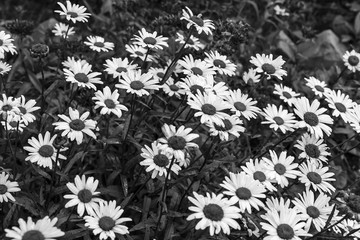 field of daisies black and white photo