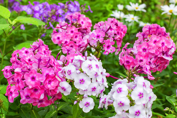 pink and white flowers close-up in the garden