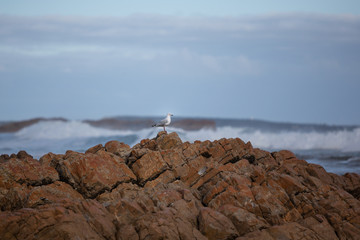 Seagull on rocks at West Poitn State Reserve, Tasmania, Australia.