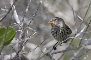 Small ground finch (Geospiza fuliginosa) female on branch, Urvina Bay, Isabela, Galapagos Islands, Ecuador