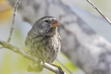 Small ground finch (Geospiza fuliginosa) female on branch, Urvina Bay, Isabela, Galapagos Islands, Ecuador