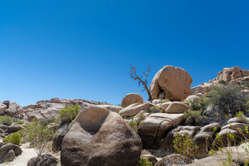 Joshua Tree Boulders