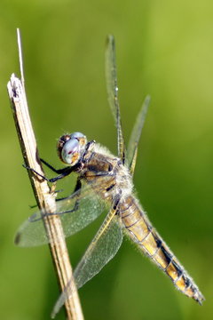 SONY DSC