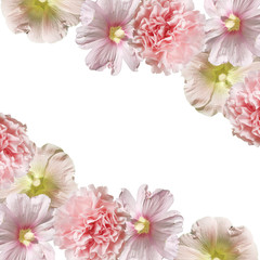 Beautiful floral background of mallow and carnation 