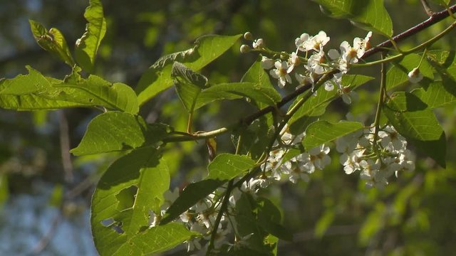 Sunlit Schubert cherry tree blossoms and leaves. Pest damage to leaves visible. Branch bobs in the wind.