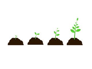 plant grow  stages vector seed growth speed