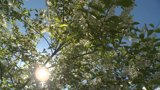 Camera pans left across Schubert cherry tree's canopy of leaves and white flowers. Sun is visible throughout. Wide shot.