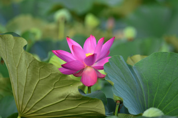 Blooming lotus flowers in the park