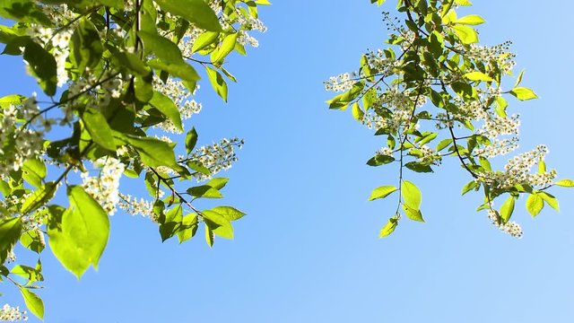 Sunlit Schubert cherry tree blossoms and leaves against a brilliant blue sky.