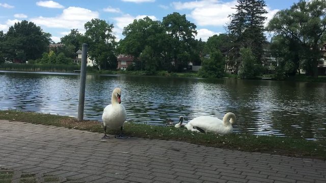 swans cleaning and protecting signet