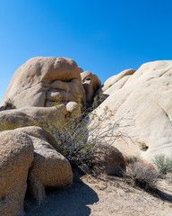 Joshua tree boulders