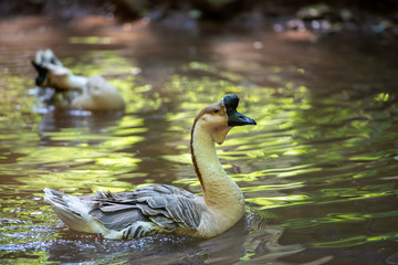 chinese goos swimming in a little lake