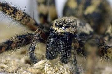 Giant house spider (Eratigena atrica)