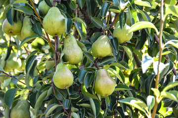 Birnen am Baum im Sommer