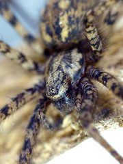 Giant house spider (Eratigena atrica)