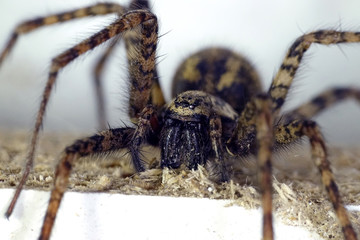 Giant house spider (Eratigena atrica)
