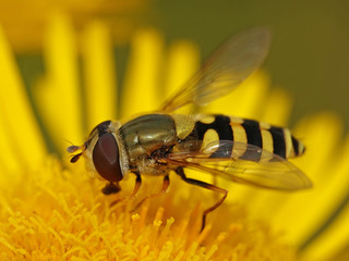 Common banded hoverfly (Syrphus ribesii)
