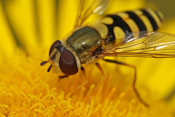 Common banded hoverfly (Syrphus ribesii)