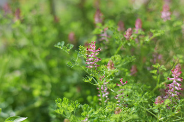 thyme, a medicinal plant grows in the mountains
