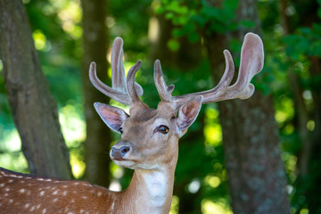 female deers with  babys