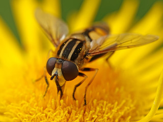 Large tiger hoverfly (Helophilus trivittatus)