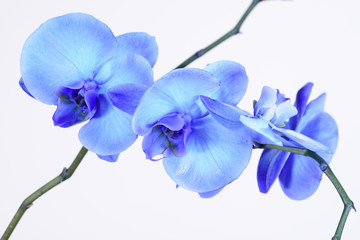 A beautiful blue orchid standing against a white background. The filigree colorful blue exotic flower has blossomed and is a symbol of life, art and the everlasting.
