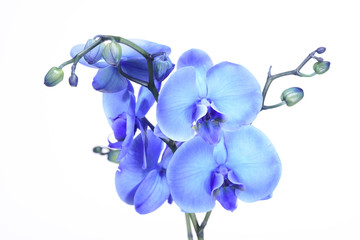 Fototapeta na wymiar A beautiful blue orchid standing against a white background. The filigree colorful blue exotic flower has blossomed and is a symbol of life, art and the everlasting.