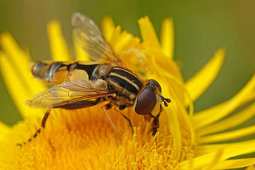 Hoverfly (Helophilus trivittatus)