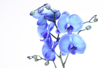 Obraz na płótnie Canvas A beautiful blue orchid standing against a white background. The filigree colorful blue exotic flower has blossomed and is a symbol of life, art and the everlasting.