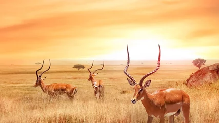 Fototapeten Einsame Antilope in der afrikanischen Savanne gegen einen wunderschönen Sonnenuntergang. Afrikanische Landschaft. Serengeti-Nationalpark. © delbars
