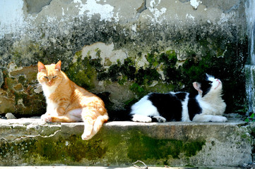 Naklejka na ściany i meble Black and white and red-haired cats posing against a crumbling green wall